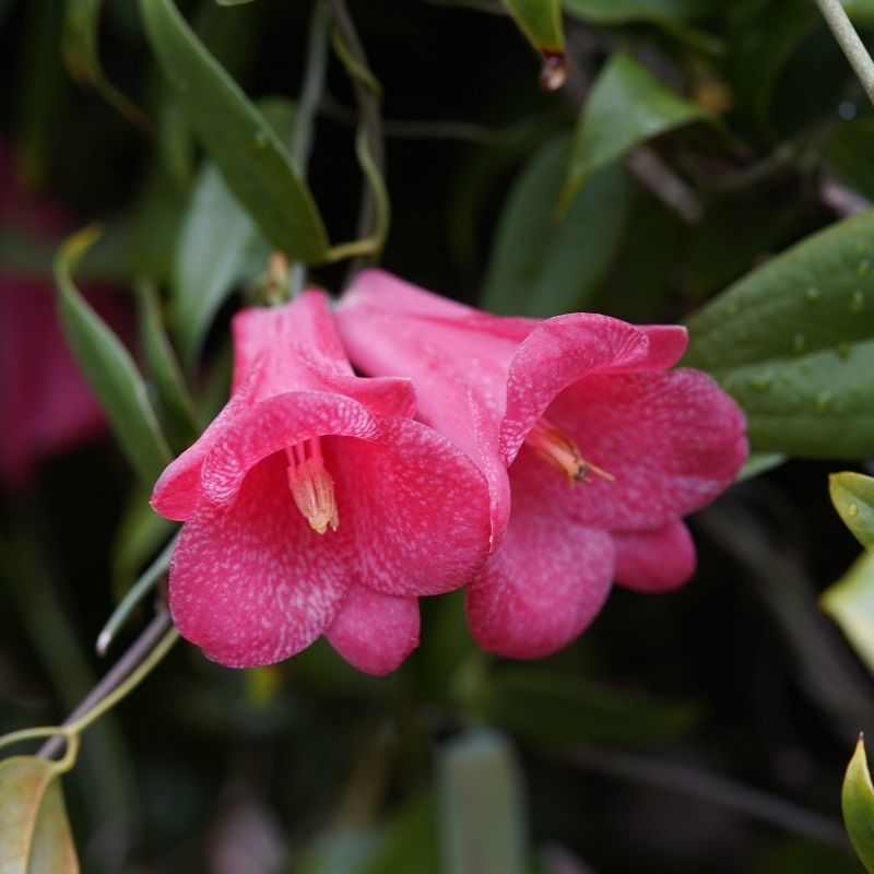 Lapageria Rosea 17cm