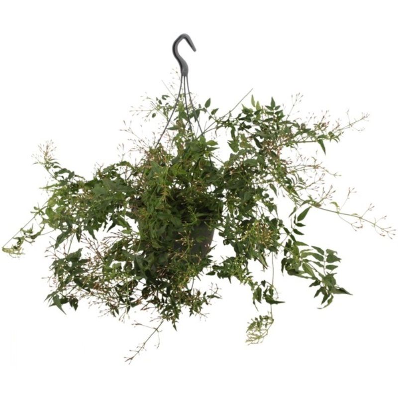 Jasminum polyanthum (White) 17cm