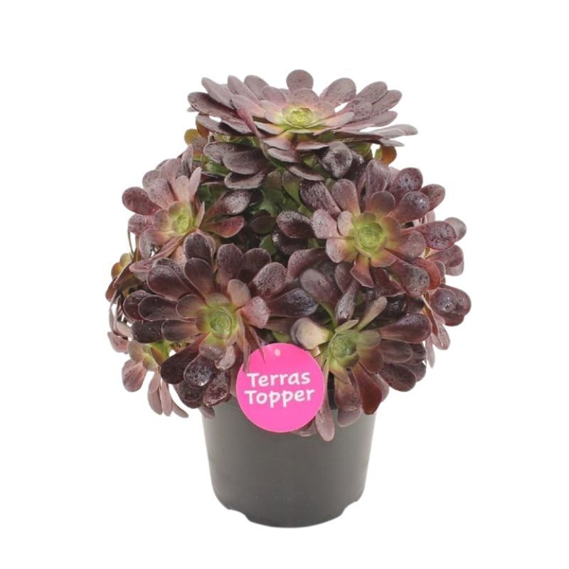 Aeonium arboreum 'Velours' 29cm