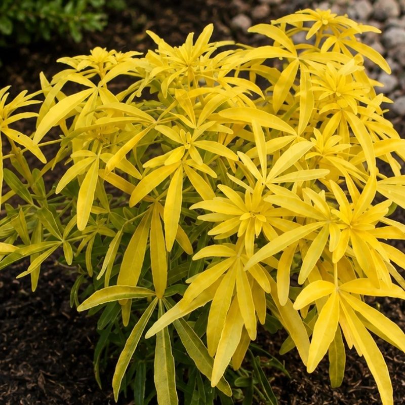 Choisya ternata 'Goldfingers' 1.5 Litre