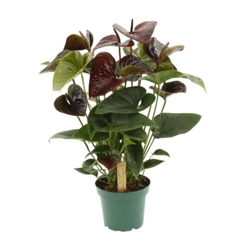 Anthurium andr. 'Essencia' 14cm