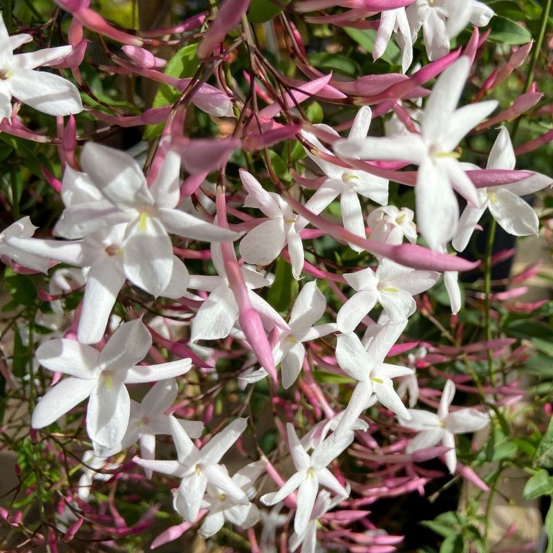 Jasminum Polyanthum (In Frame) 14cm