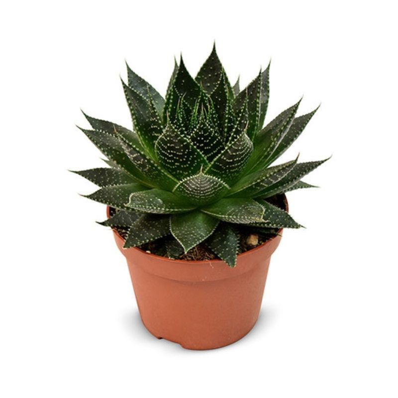 Aloe Ami 10.5cm