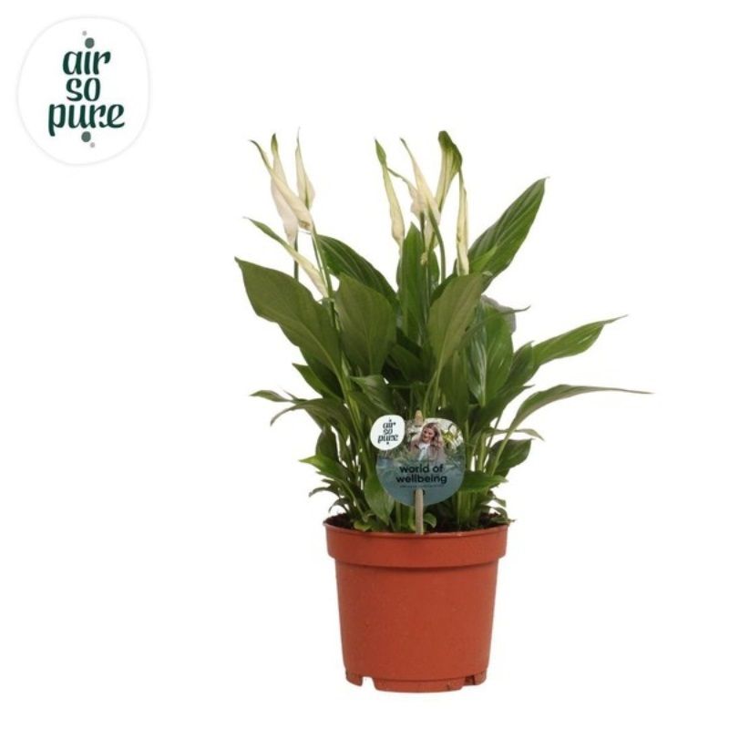 raat ki rani flower plant Buy Raat Ki Rani, Raat Rani, Night Blooming Jasmine