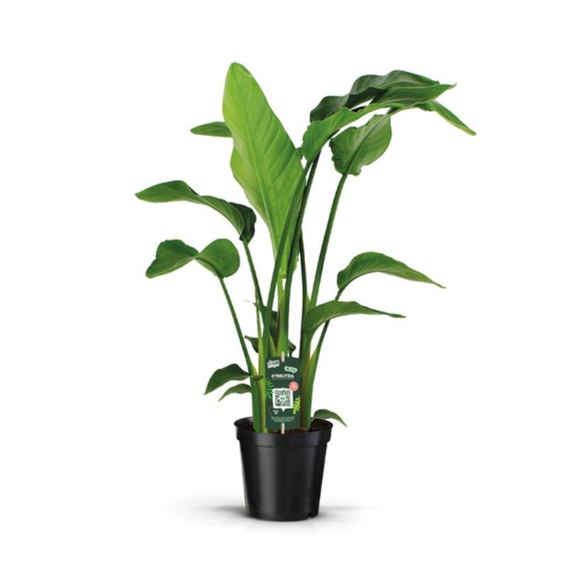 Strelitzia nicolai 19cm
