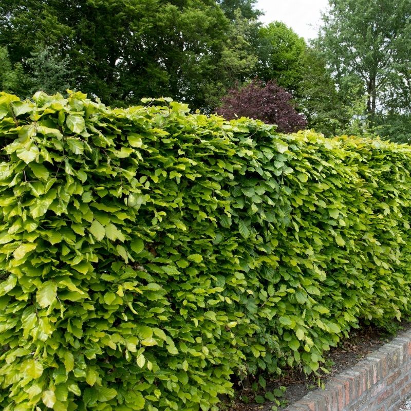 Fagus sylvatica (Common Beach) 2.5 Litre