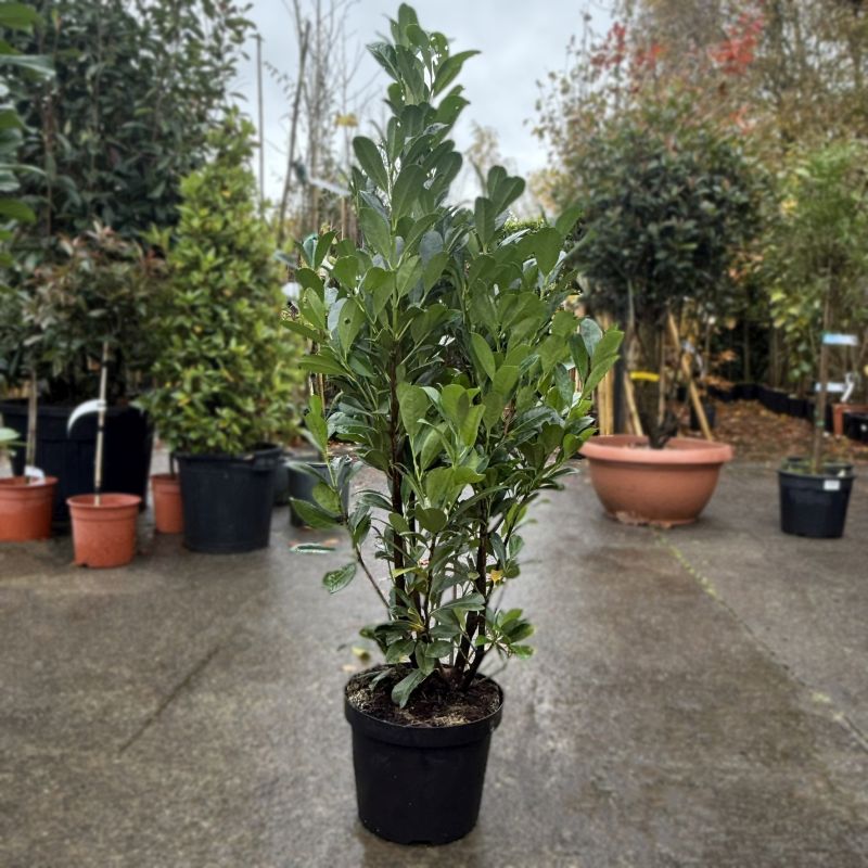 Prunus laurocerasus 'Bonaparte'