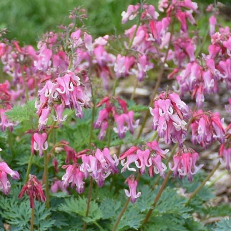 Dicentra 'Pink Diamonds' 1.5 Litre