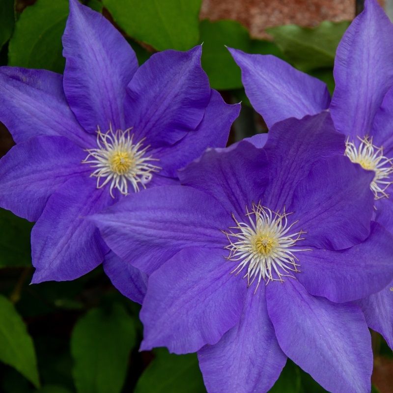 Clematis 'Olympia' 19cm