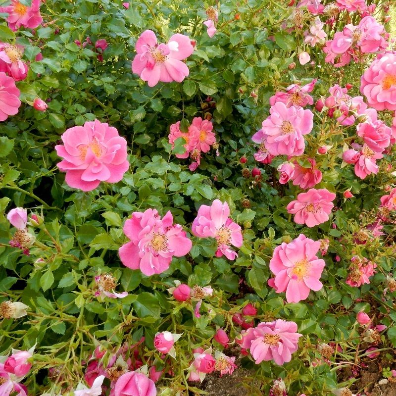 Rosa 'Bienenweide Rosa' 4.6 Litre