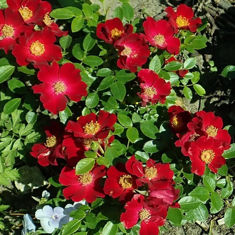 Rosa 'Bienenweide Rot' 4.6 Litre