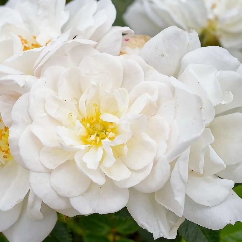 Rosa 'Bienenweide Weib' 4.6 Litre