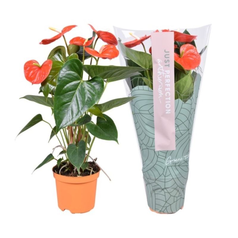 Anthurium andr. 'Atlas' 14cm