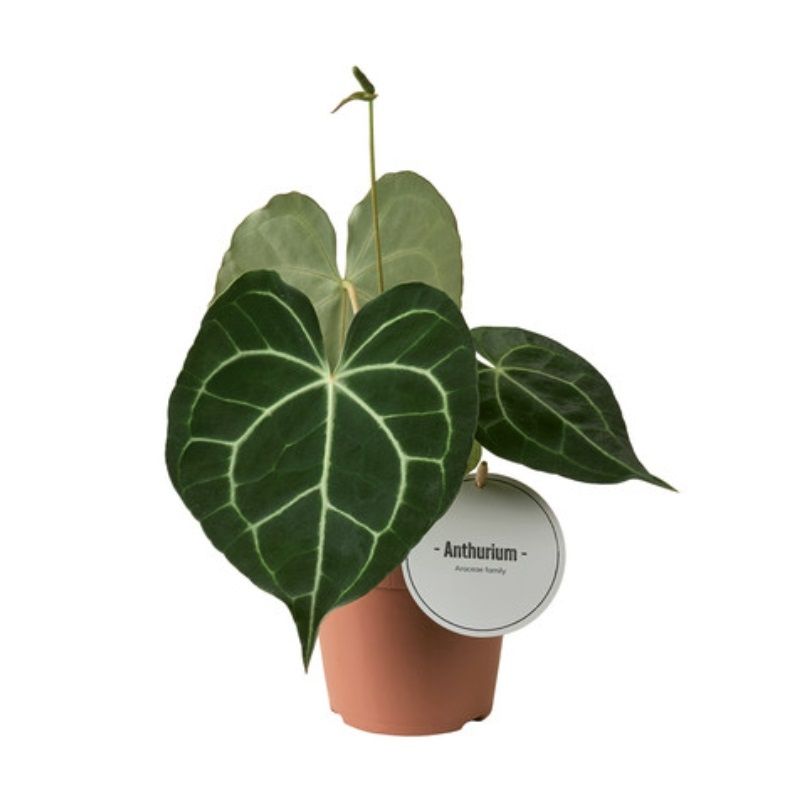 Anthurium Clarinervium 12cm