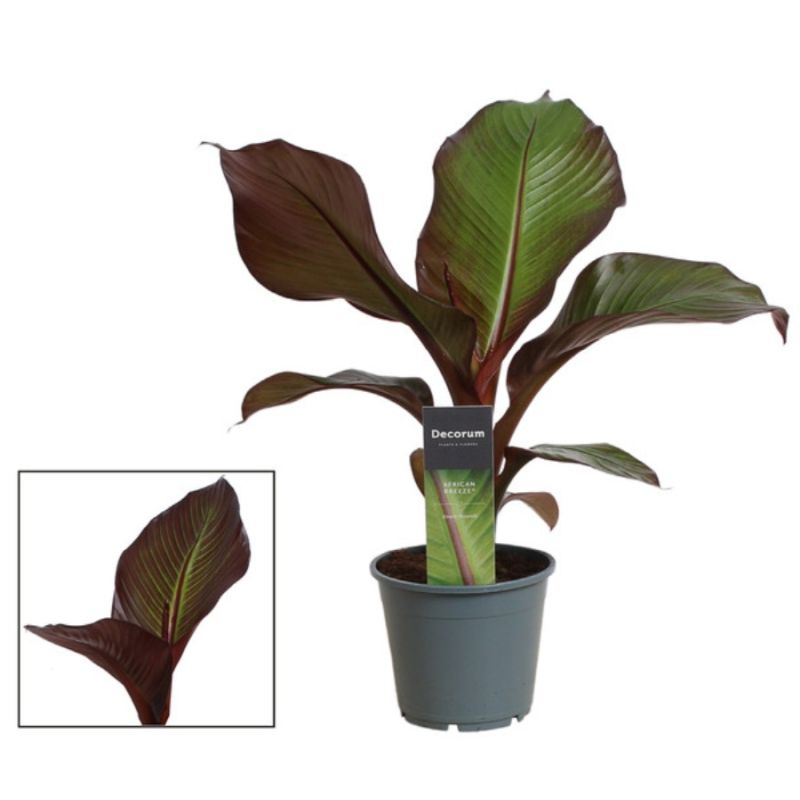 Ensete ventricosum 'Maurelii' 14cm