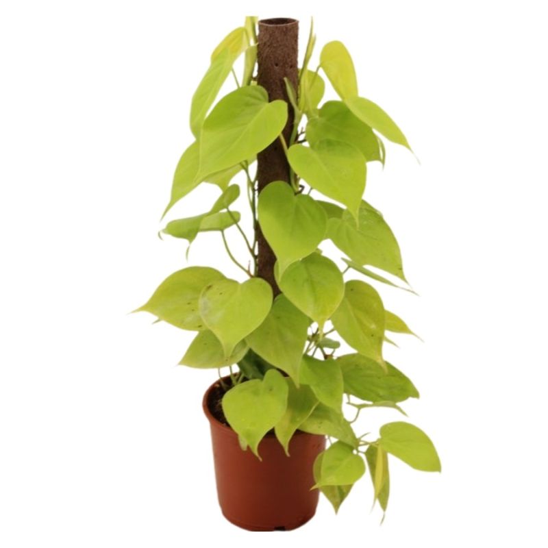 Kratiste Philodendeon Lime 14cm