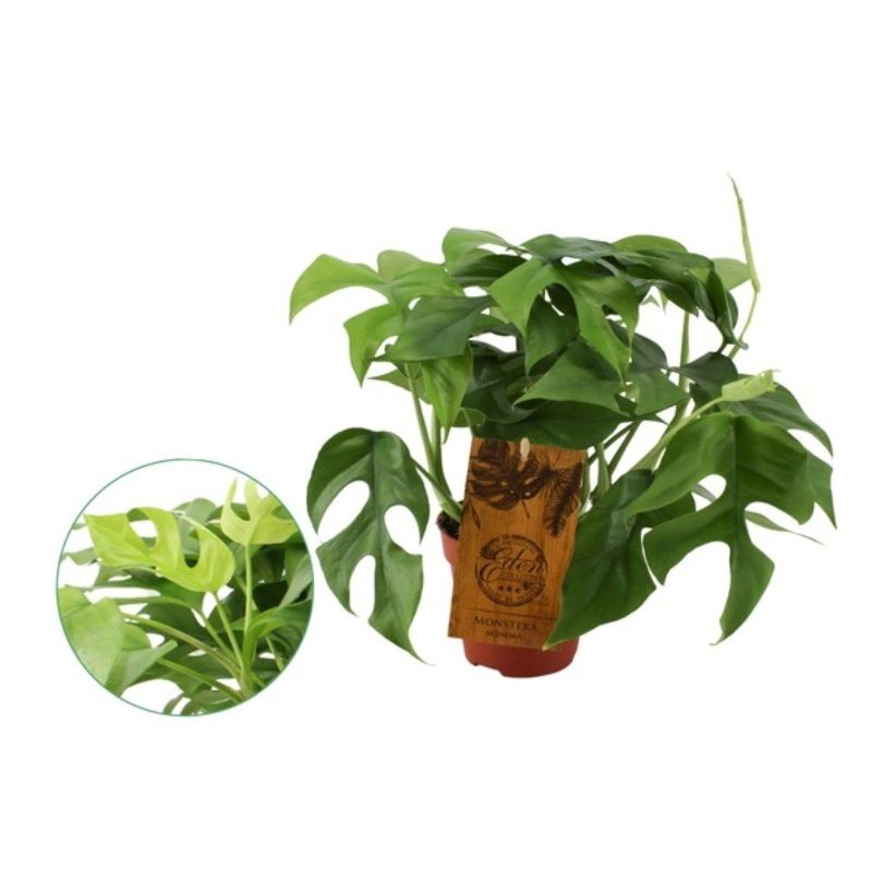 Monstera deliciosa 'Minima' 12cm