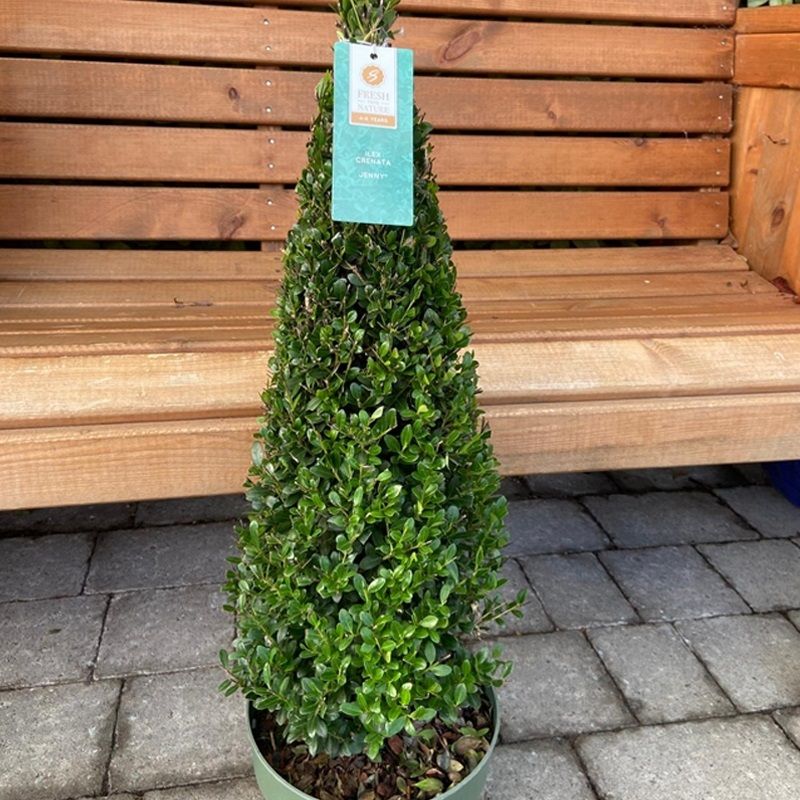 Ilex crenata 'Jenny' 4 Litre