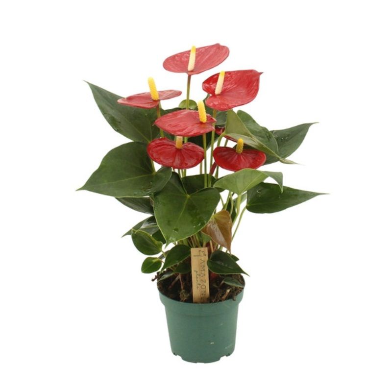 Anthurium andr. 'Aroha' 12cm