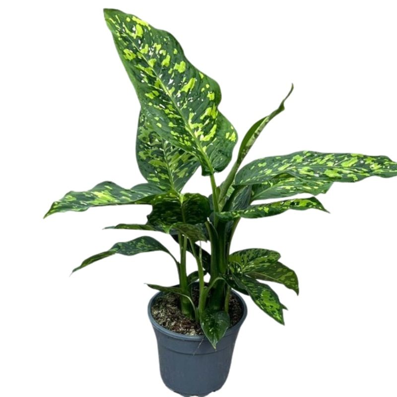 Dieffenbachia 'Spotty' 17cm
