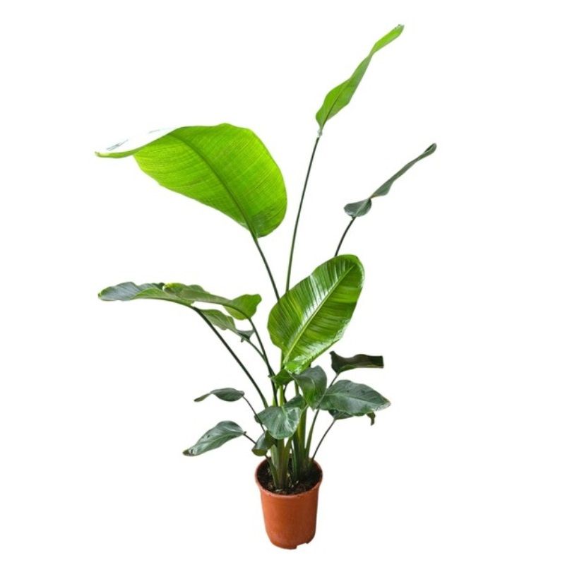 Strelitzia nicolai 27cm