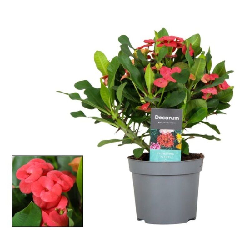 Euphorbia milii 'Vulcano' 13cm
