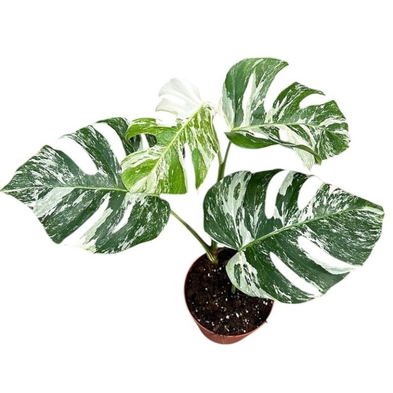 Monstera deliciosa 'Albo Variegata' 17cm