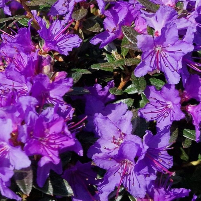 Rhododendron impeditum 'Saint Merryn' 4.6 Litre