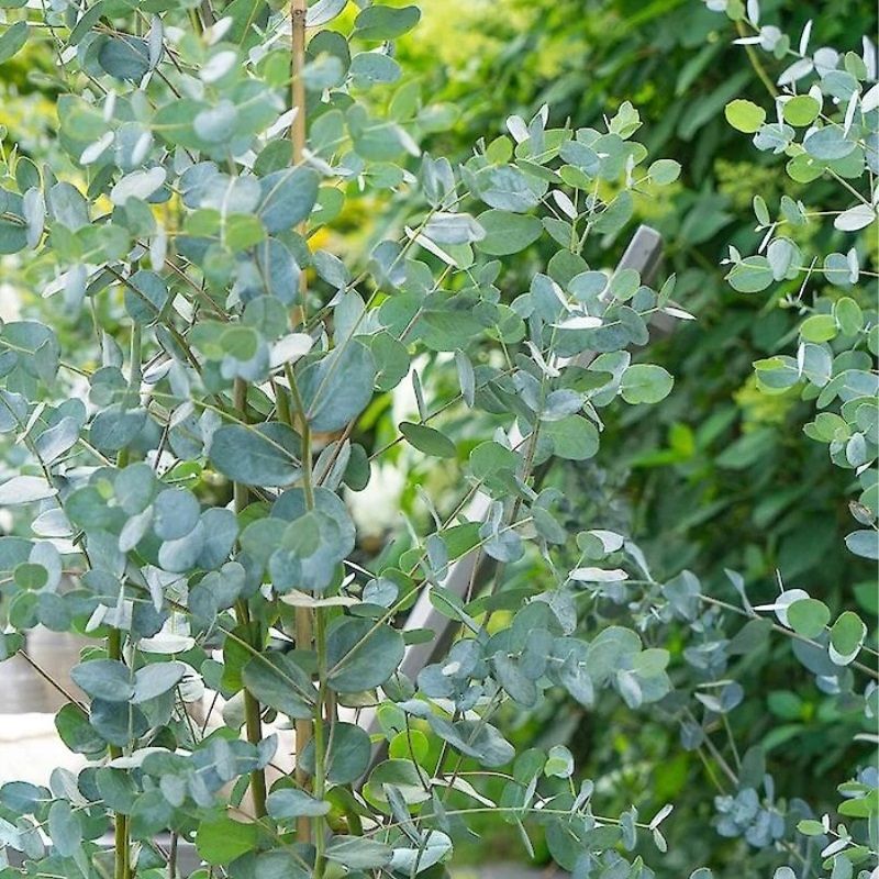 Eucalyptus gunnii 'Blaue Liebe' 2.3 Litre