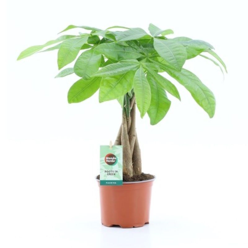 Pachira aquatica (Braided Stem) 12cm