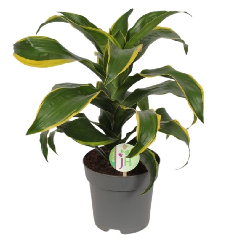 Dracaena fragrans 'Dorado' 17cm - Houseplants - Arboretum Garden Centre
