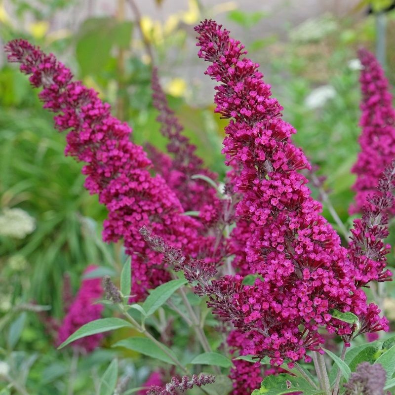 Buddleja Butterfly Candy 'Little Ruby' 3 Litre