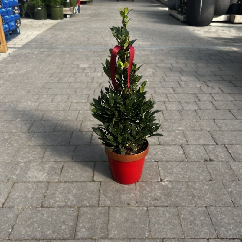 Laurus nobilis 70cm Pyramid (Bay Tree)