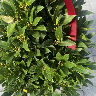 Laurus nobilis 120cm Pyramid (Bay Tree)