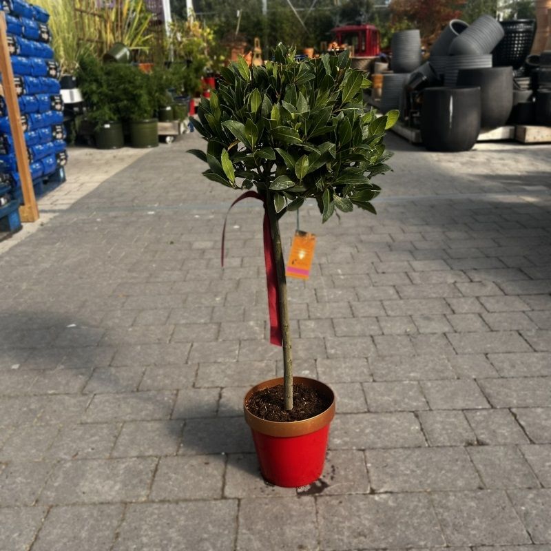 Laurus nobilis 25/30cm Lollipop Ball (Bay Tree)