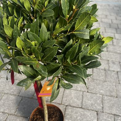 Laurus nobilis 25/30cm Lollipop Ball (Bay Tree)