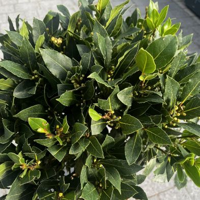 Laurus nobilis 35/40cm Lollipop Ball (Bay Tree)