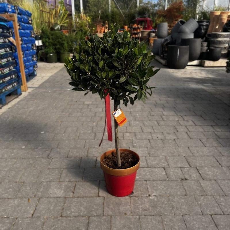 Laurus nobilis 35/40cm Lollipop Ball (Bay Tree)