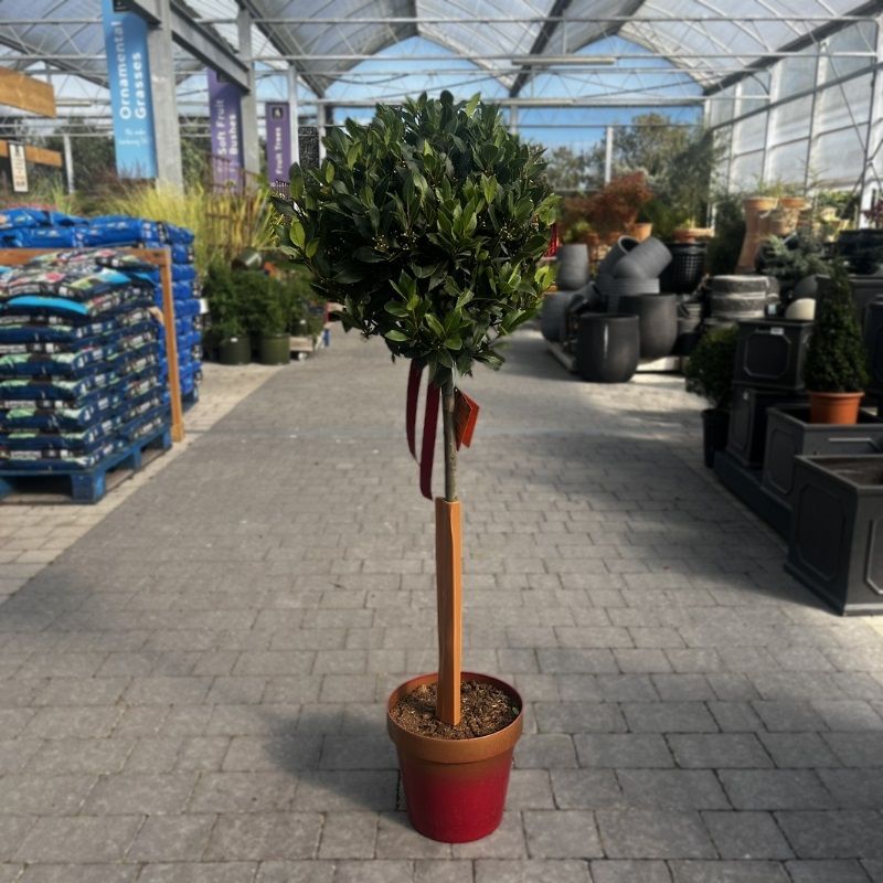 Laurus nobilis 45/50cm Lollipop Ball (Bay Tree)