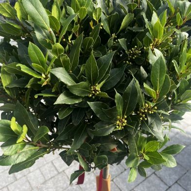 Laurus nobilis 45/50cm Lollipop Ball (Bay Tree)
