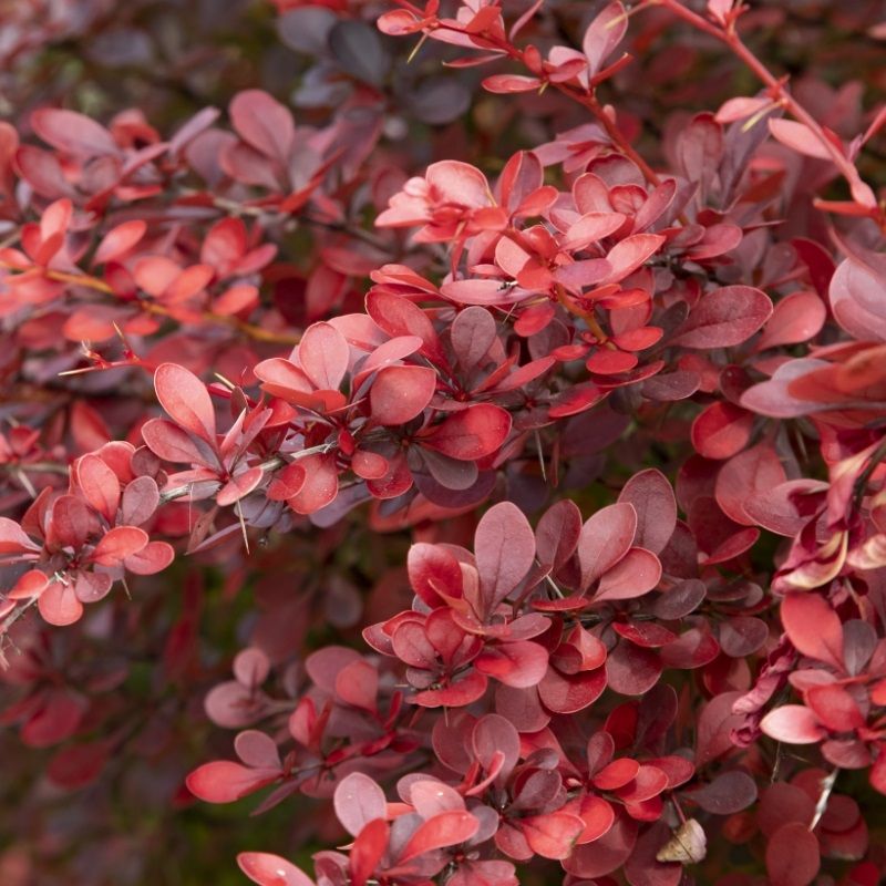 Berberis thunbergii 'Atropurpurea Nana' 3 Litre