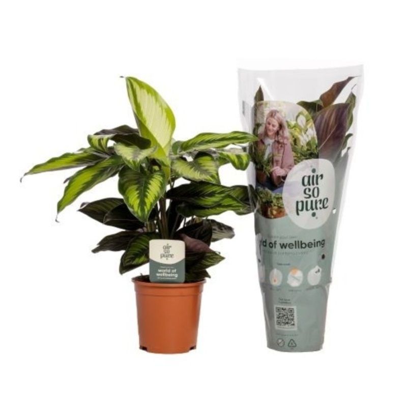 Calathea Pinstripe 'Air So Pure' 14cm