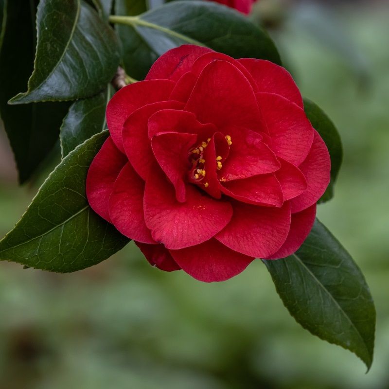Camellia jap. 'Ace of Hearts' 5 Litre