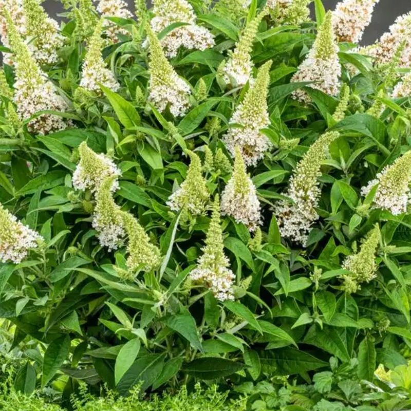 Buddleja davidii 'Little White' 5 Litre