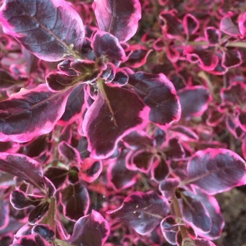 Coprosma 'Eclipse' 5 Litre