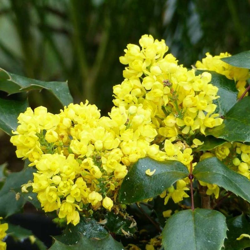 Mahonia eur. 'Sweet Winter' 2 Litre