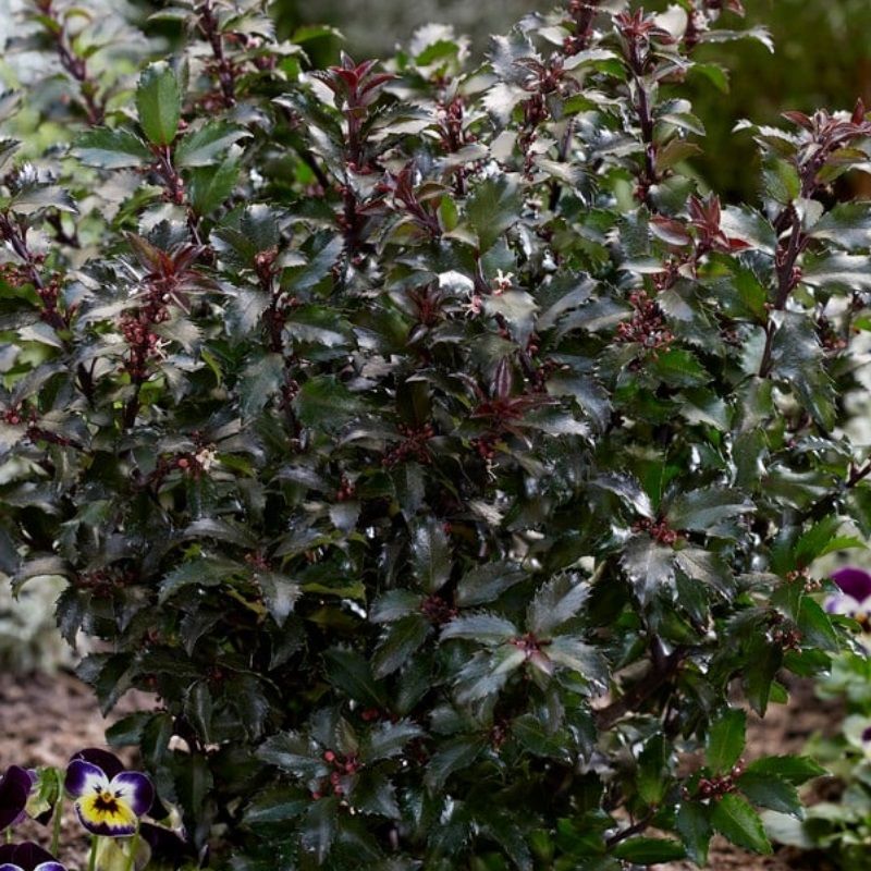 Ilex x meserveae 'Gentle Anny's Dwarf' 3 Litre