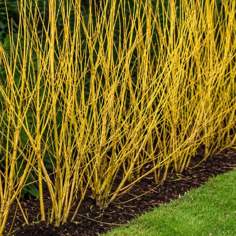 Cornus stolonifera 'Flaviramea' 2.3 Litre