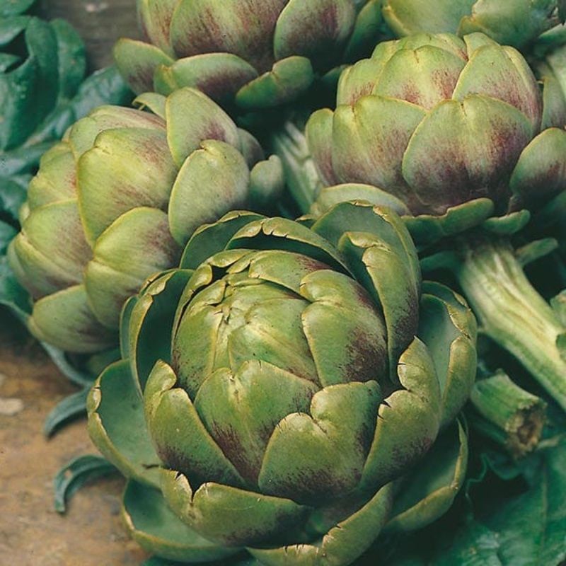 Mr Fothergill's Artichoke Green Globe