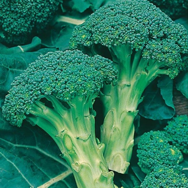 Mr Fothergill's Broccoli (Autumn) Green Calabrese